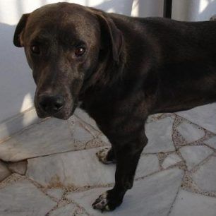 blacky (1)
